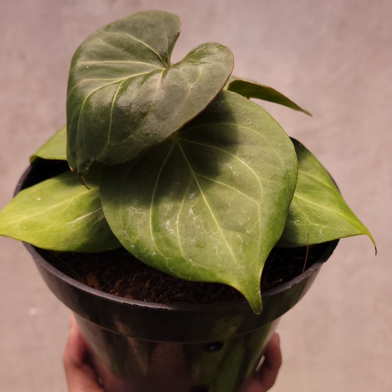 Anthurium King of Spades
