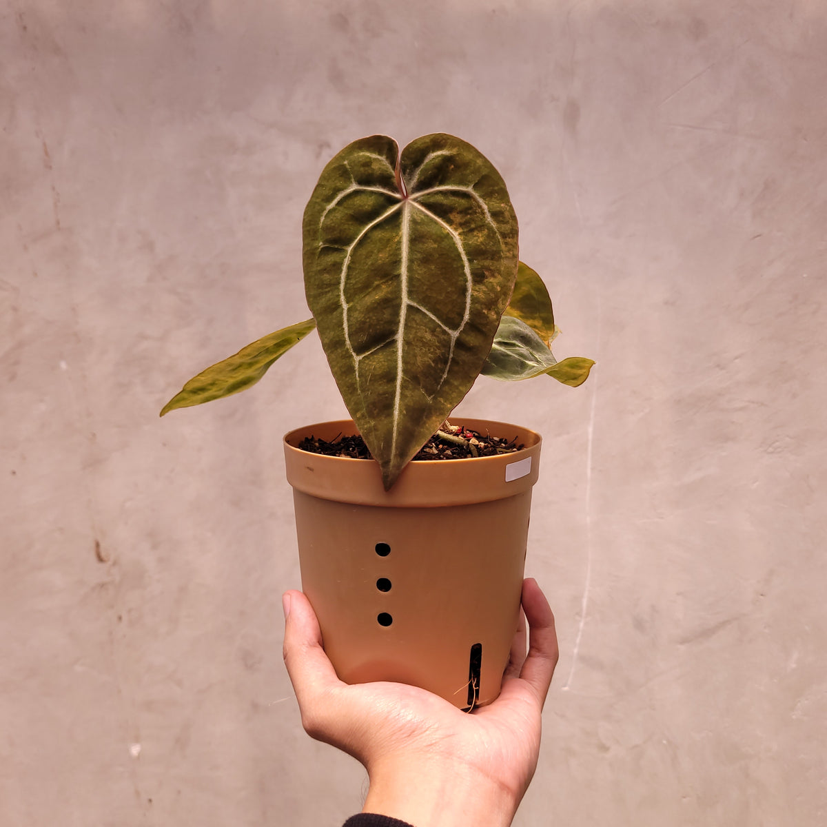 Anthurium Papillilaminum Variegated x Michelle — Aroidasia