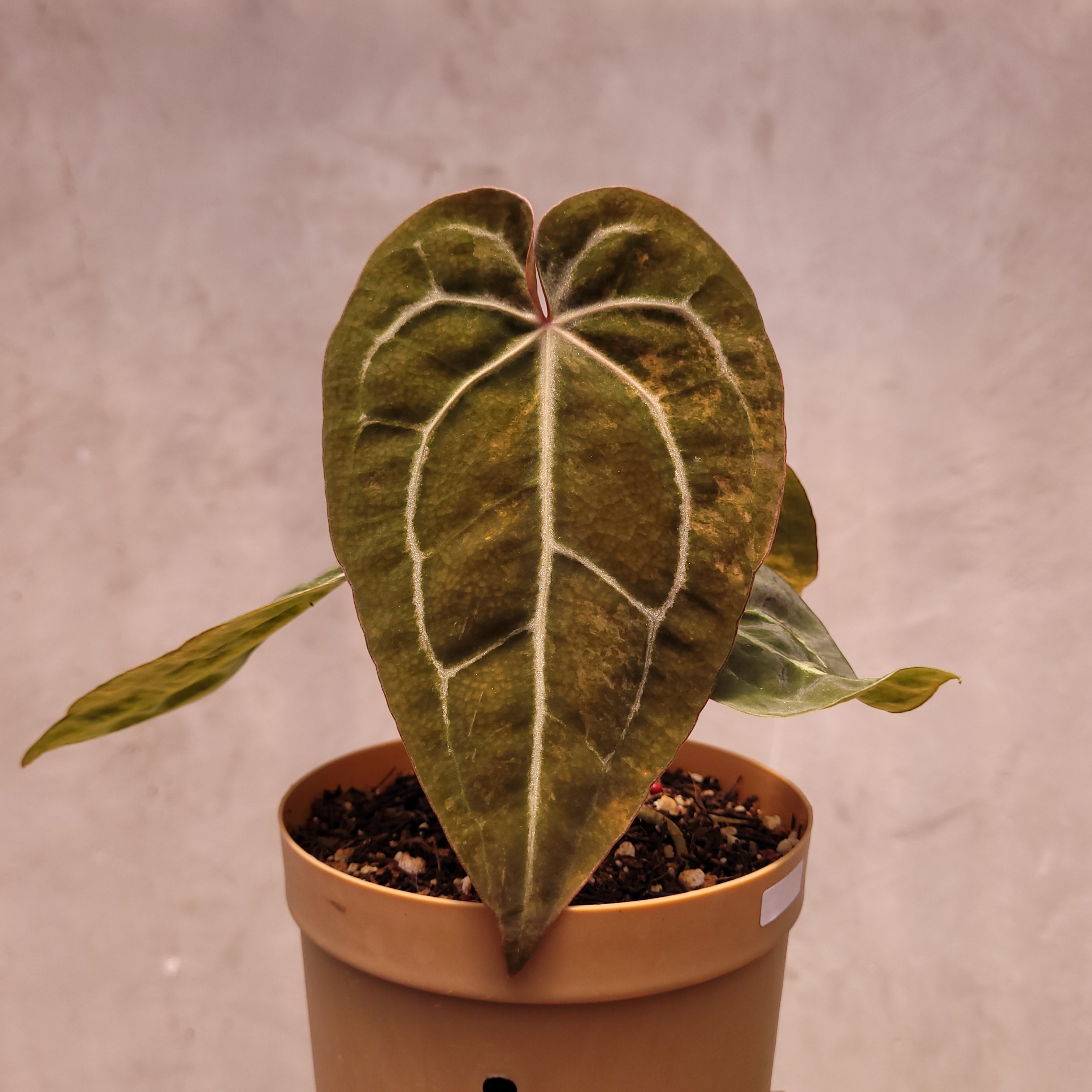 Anthurium Papillilaminum Variegated x Michelle — Aroidasia