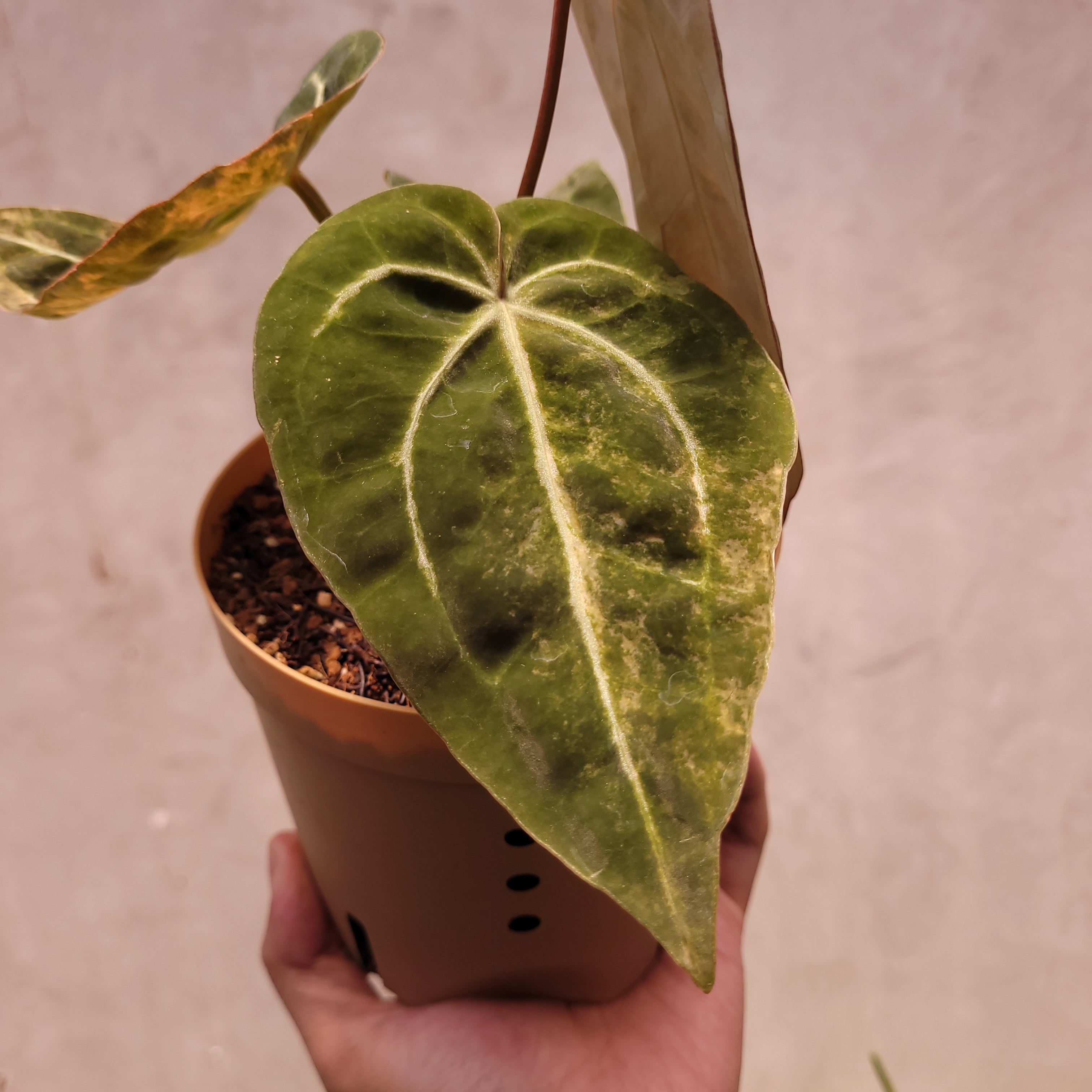 Anthurium Papillilaminum Variegated x Michelle — Aroidasia