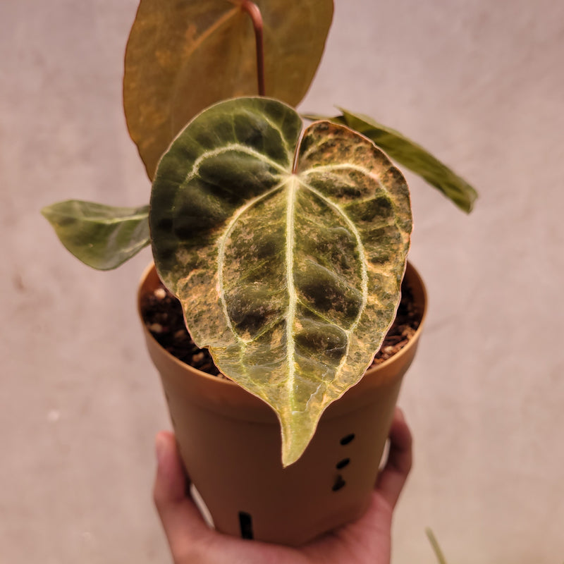 anthurium foglie molli Anthurium Papillilaminum Variegated x Michelle