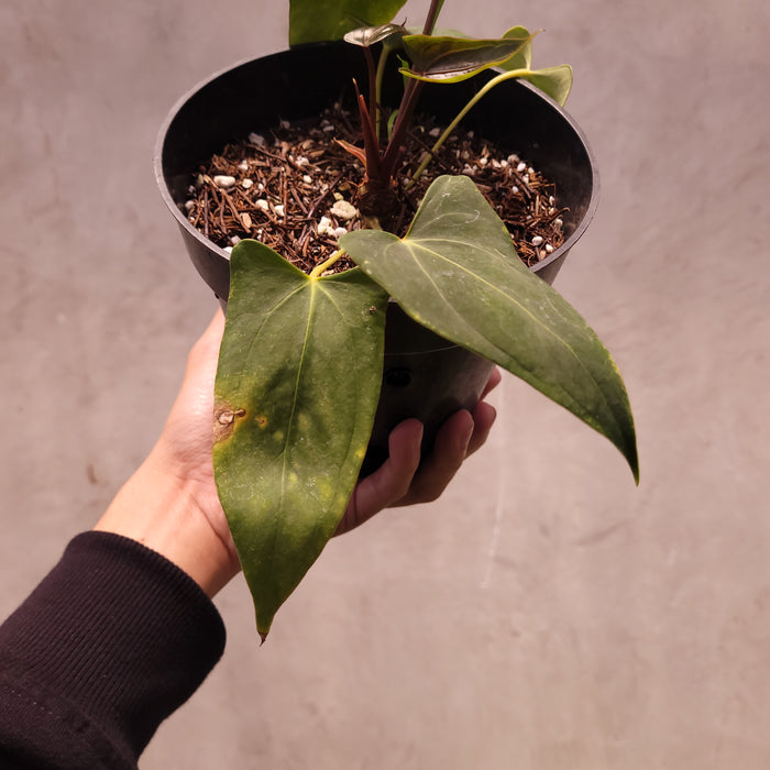 Anthurium NSE Portillae x Dressleri