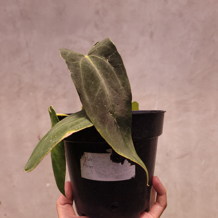 Anthurium NSE Portillae x Dressleri