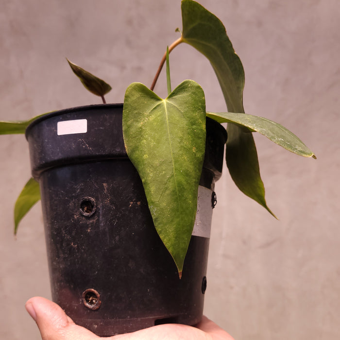 Anthurium NSE Portillae x Dressleri