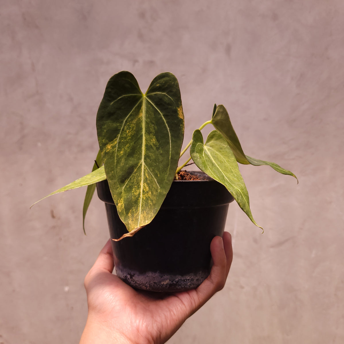 その他観葉植物 Anthurium papillilaminum Anthurium papillilaminum X Magnificum Verde – Aroid Market
