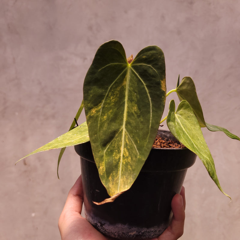 Anthurium Papillilaminum Variegated x King of Spades