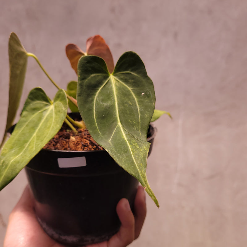 Anthurium Papillilaminum Variegated x King of Spades