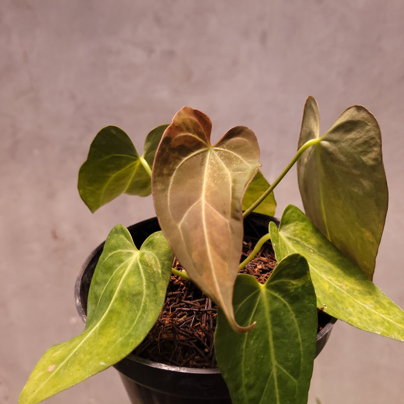 Anthurium Papillilaminum Variegated x King of Spades