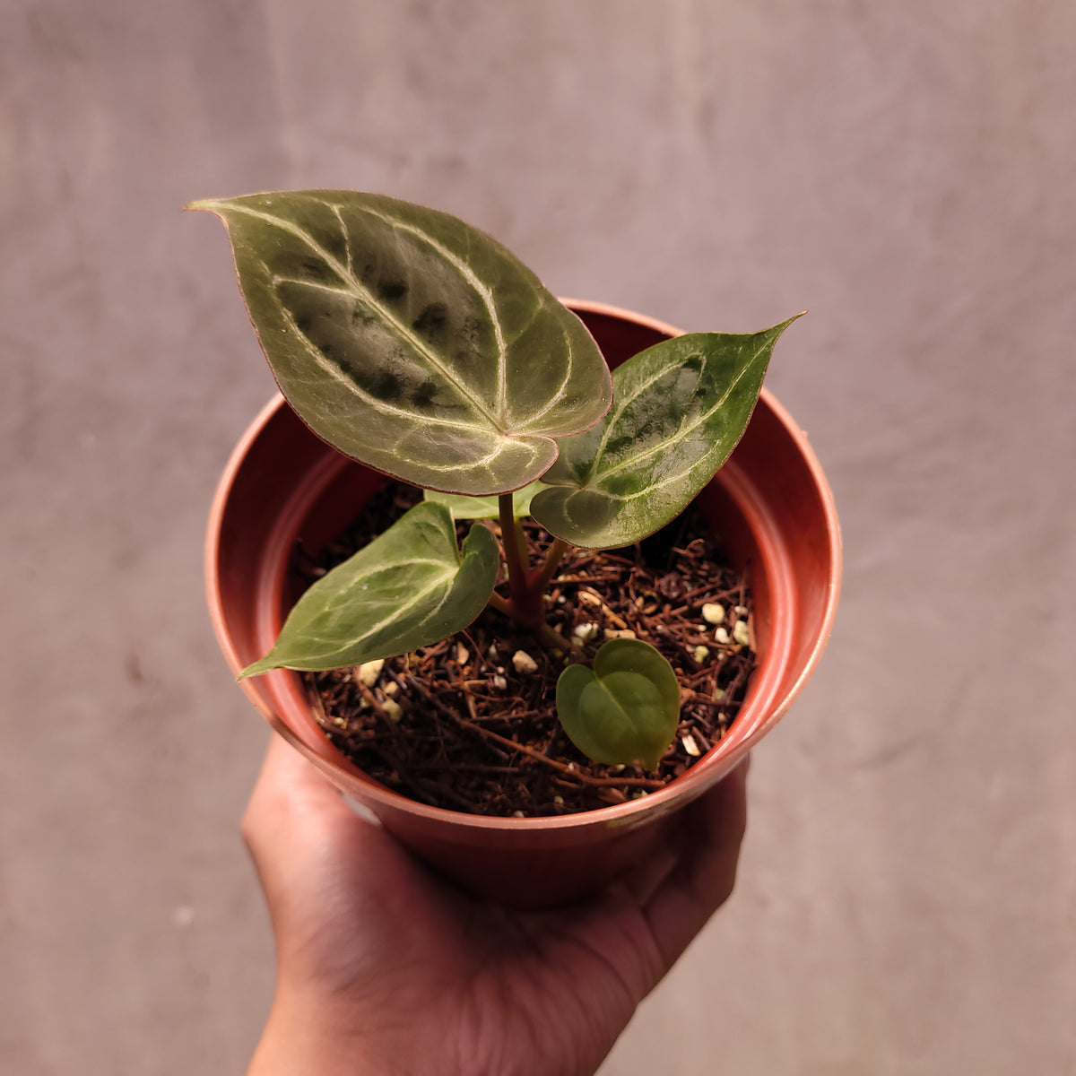 Anthurium King of Spades Seedling — Aroidasia