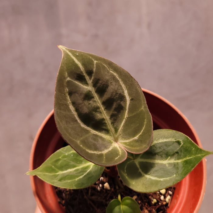 Anthurium Silver Blush Hybrid x King of Spades