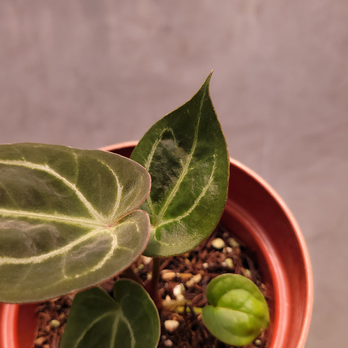 Anthurium Silver Blush Hybrid x King of Spades