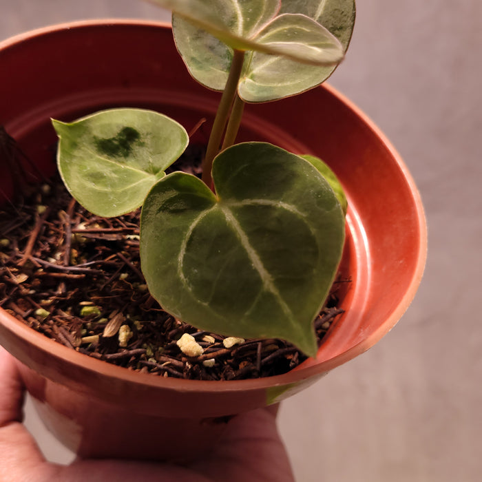 Anthurium Silver Blush Hybrid x King of Spades