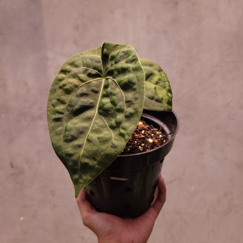 Anthurium Luxurians Indo Type x Dorayaki