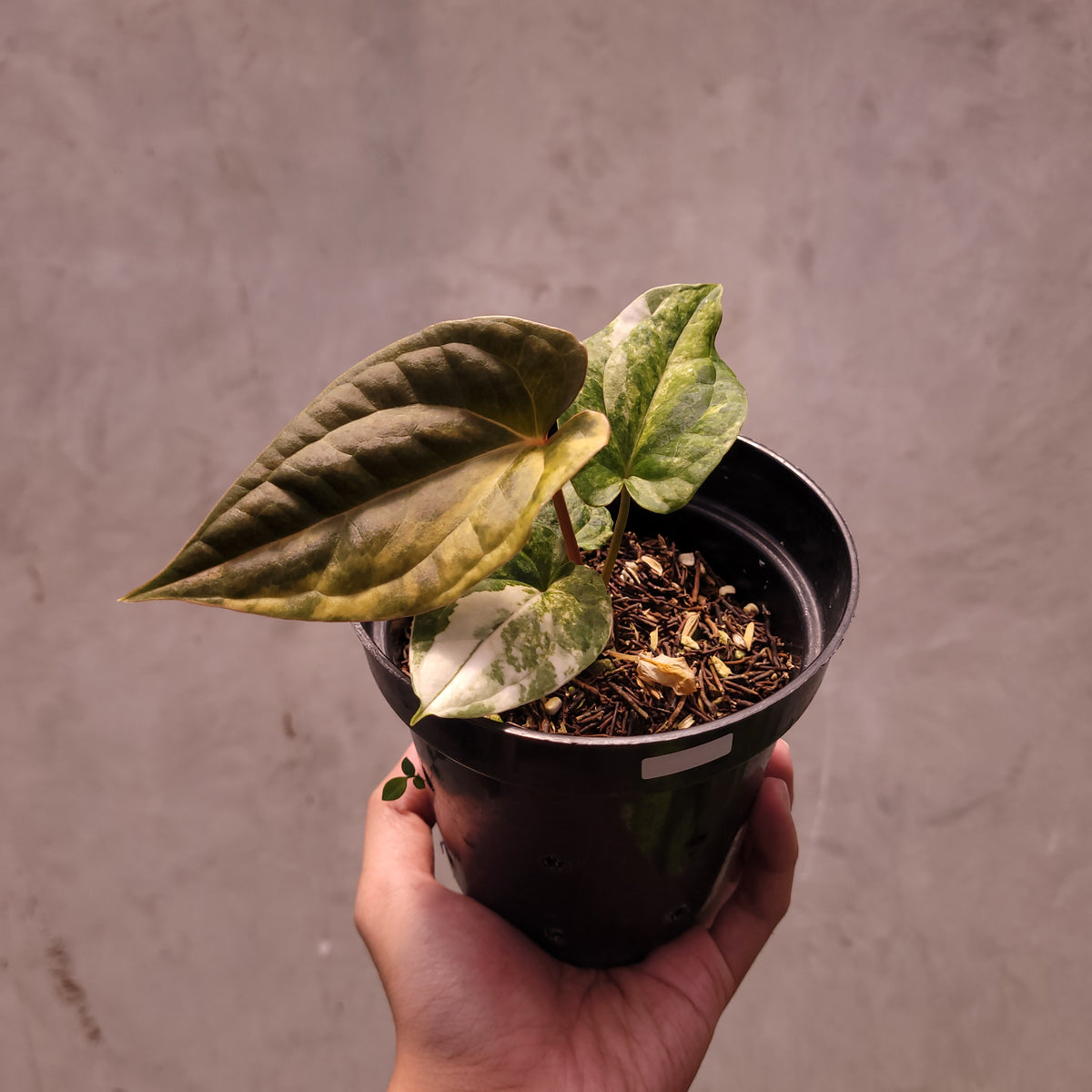 scale on anthurium Anthurium Papillilaminum Variegated x Luxurians — Aroidasia