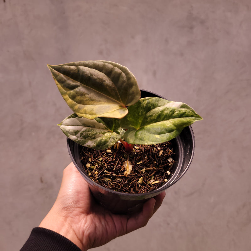 Anthurium Papillilaminum Variegated x Luxurians