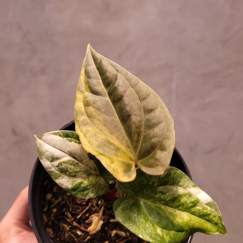 scale on anthurium Anthurium Papillilaminum Variegated x Luxurians — Aroidasia