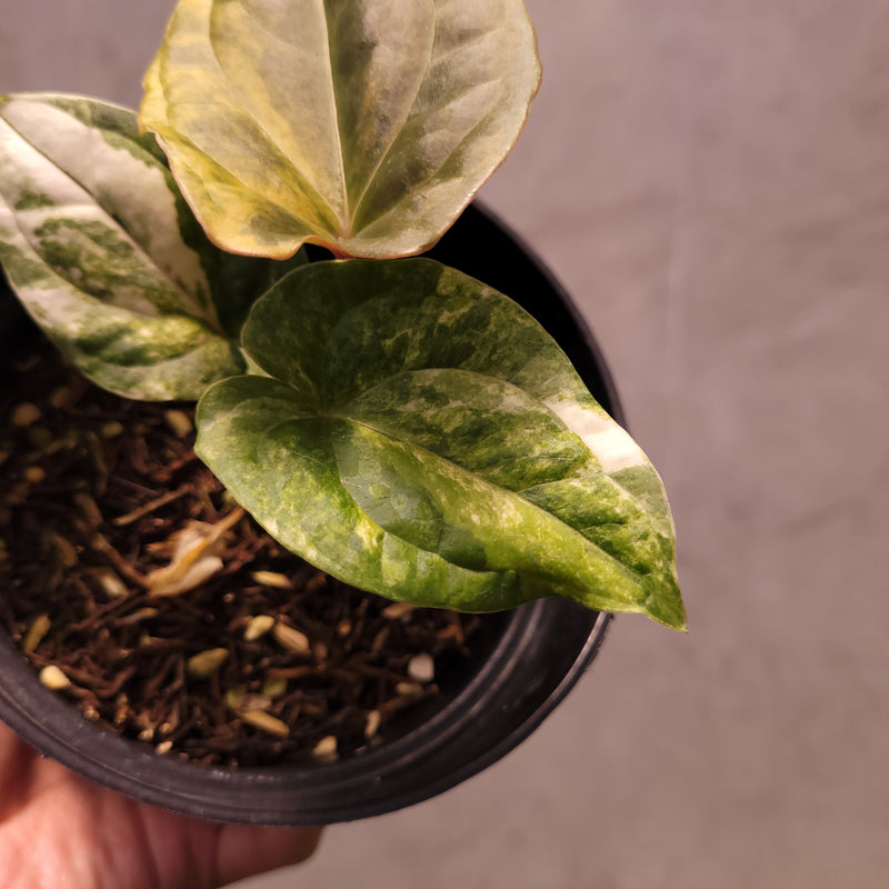 Anthurium Papillilaminum Variegated x Luxurians