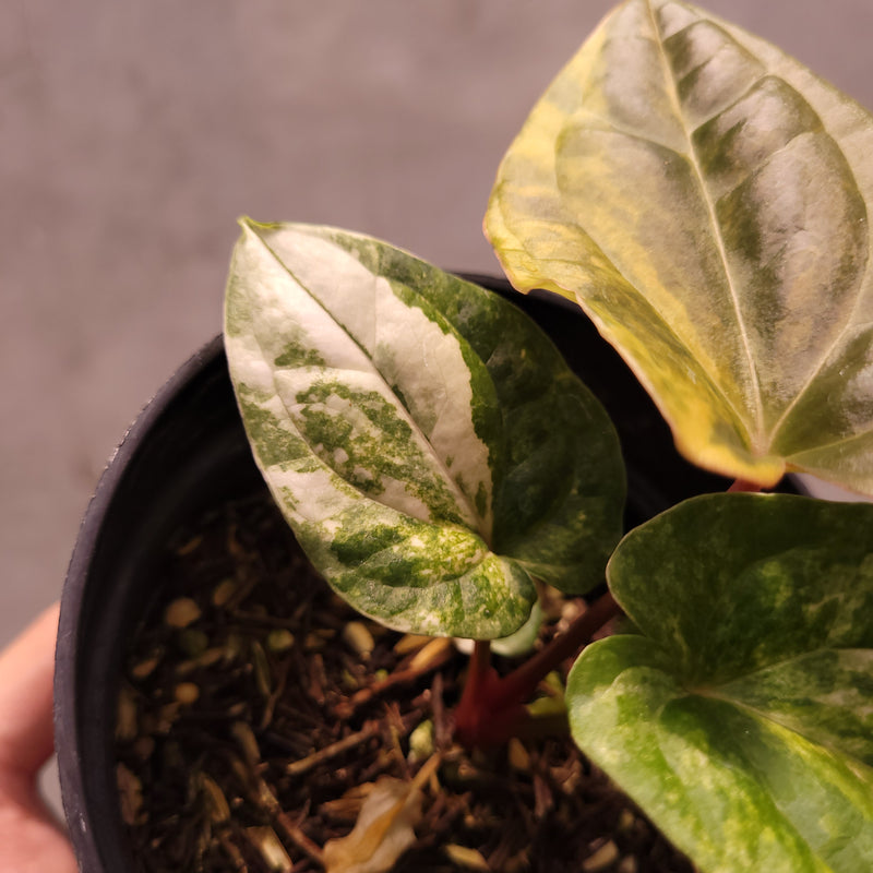 Anthurium Papillilaminum Variegated x Luxurians