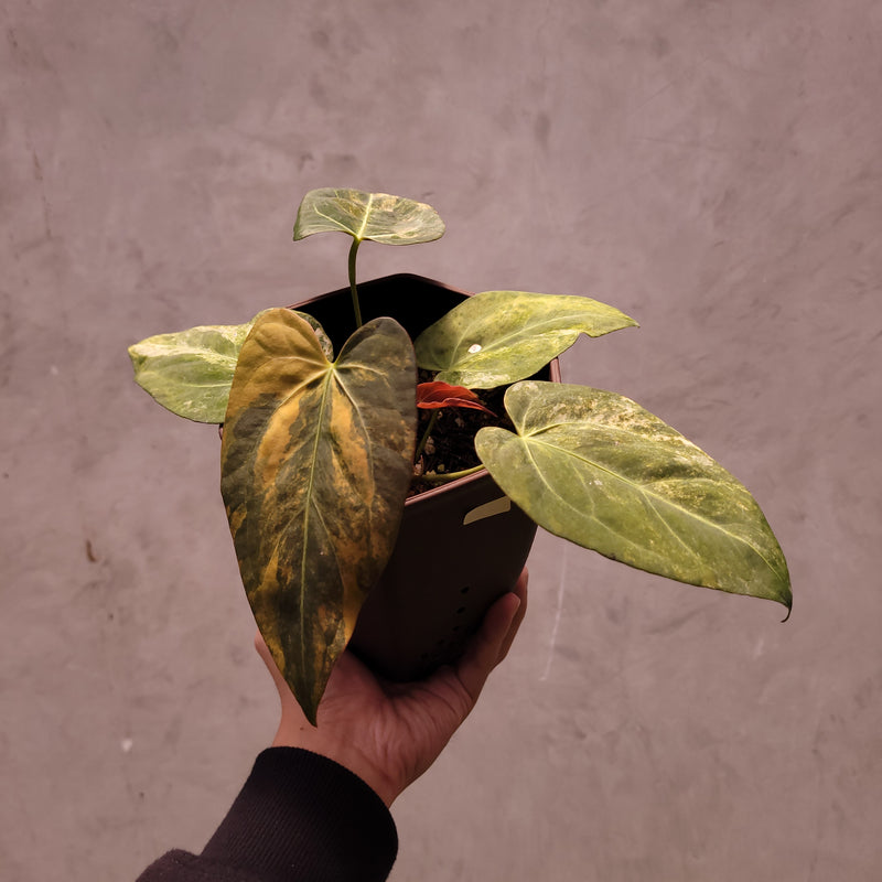 Anthurium Papillilaminum Variegated x (Papillilaminum x Red Crystallinum)