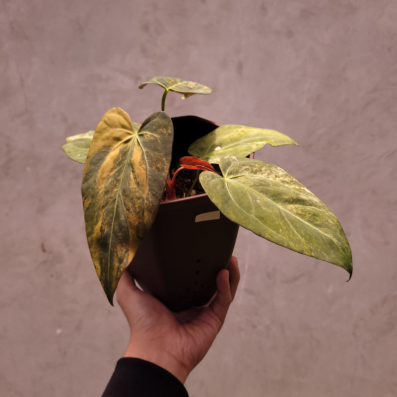 Anthurium Papillilaminum Variegated x (Papillilaminum x Red Crystallinum)