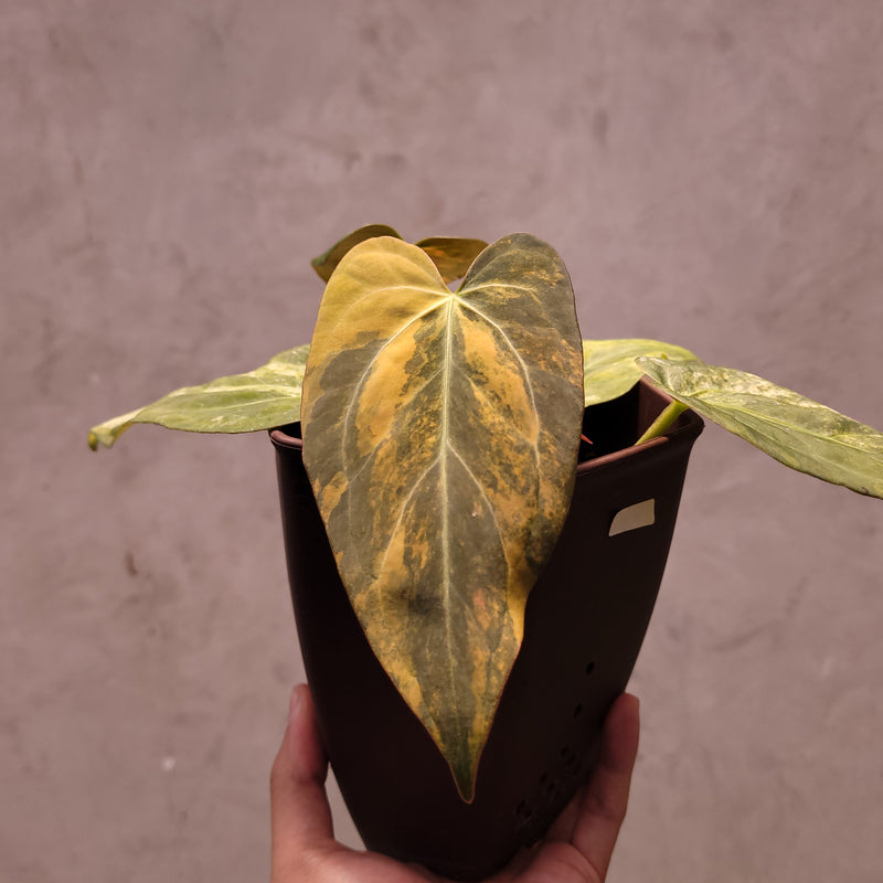Anthurium Papillilaminum Variegated x (Papillilaminum x Red Crystallinum)