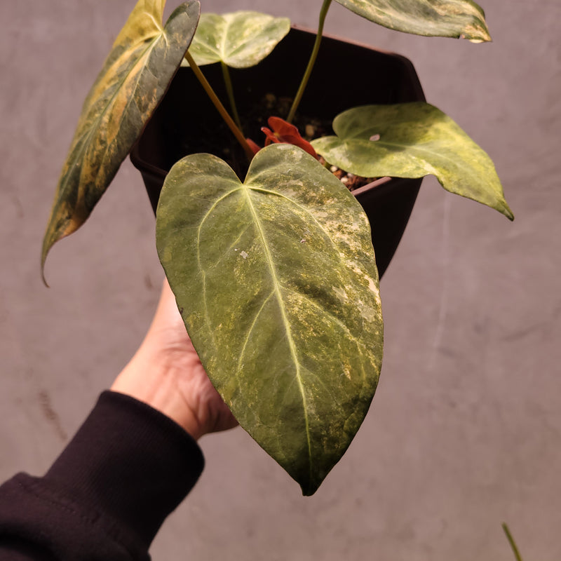 Anthurium Papillilaminum Variegated x (Papillilaminum x Red Crystallinum)