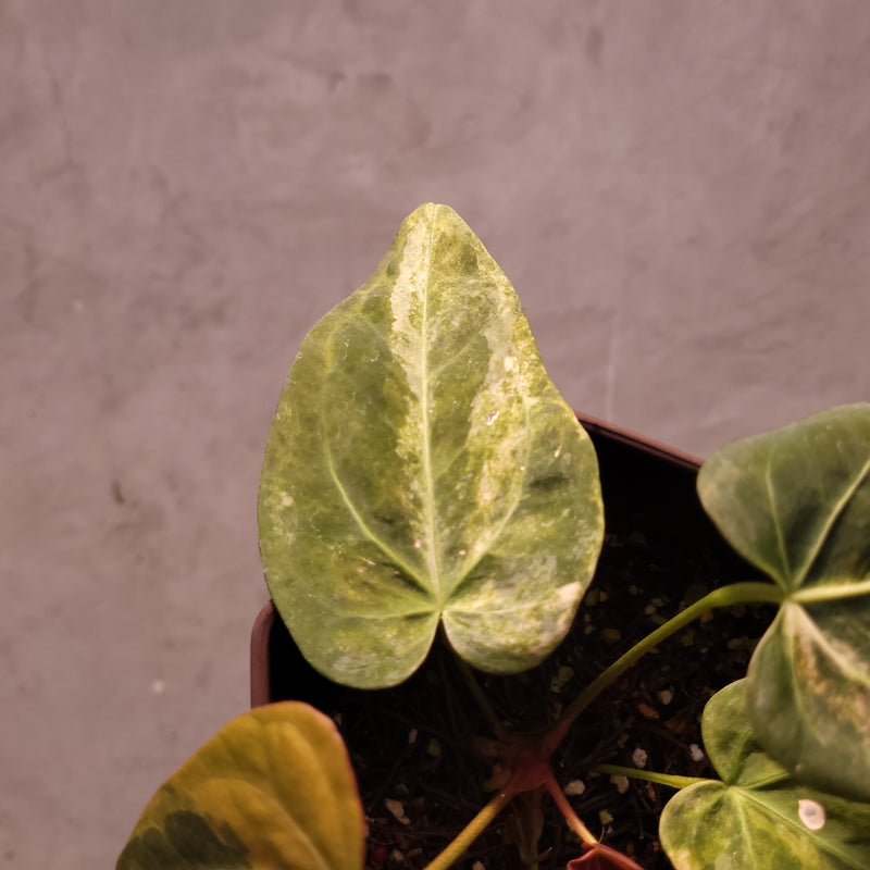 Anthurium Papillilaminum Variegated x (Papillilaminum x Red Crystallinum)