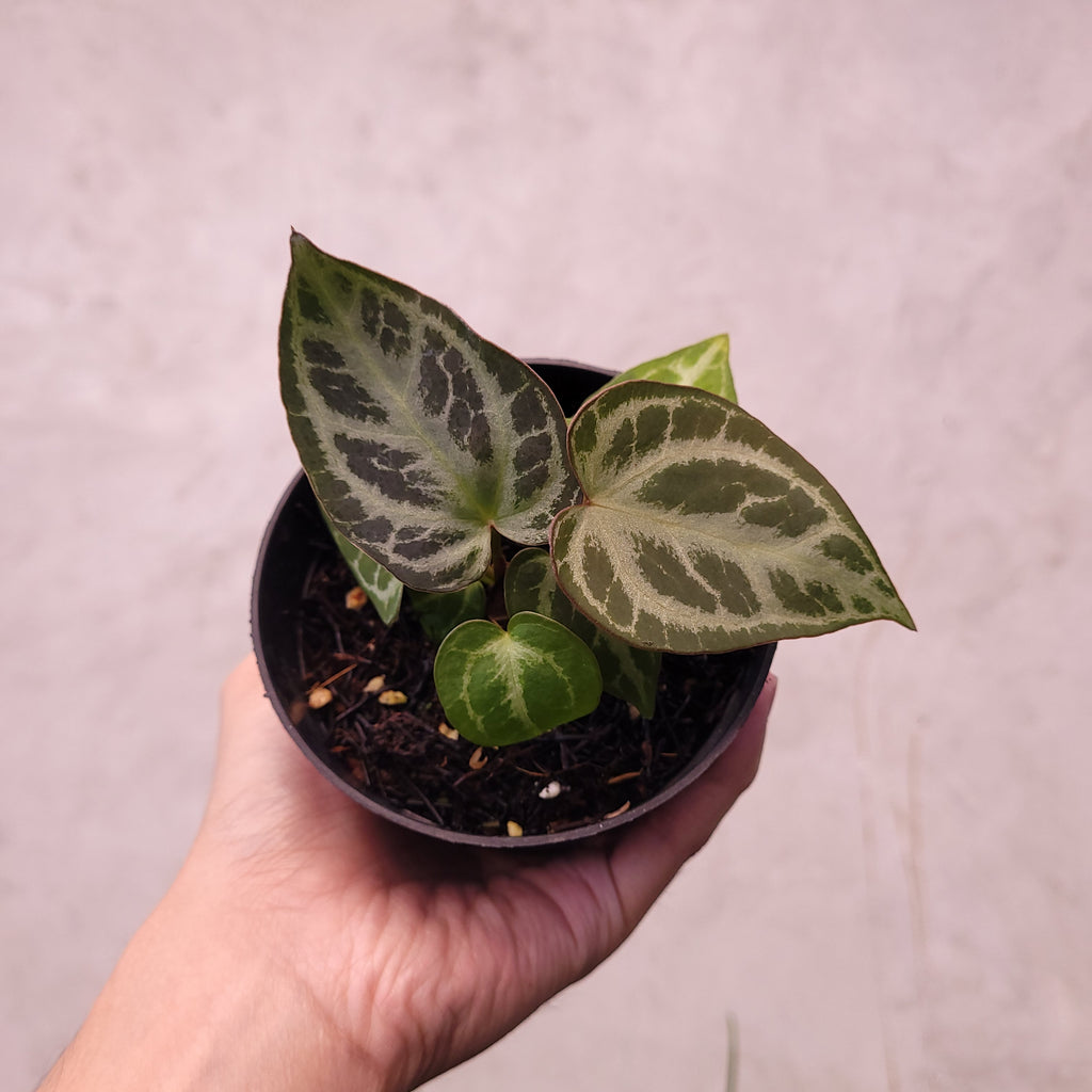 anthurium coin Anthurium Silver Hope Selected — Aroidasia