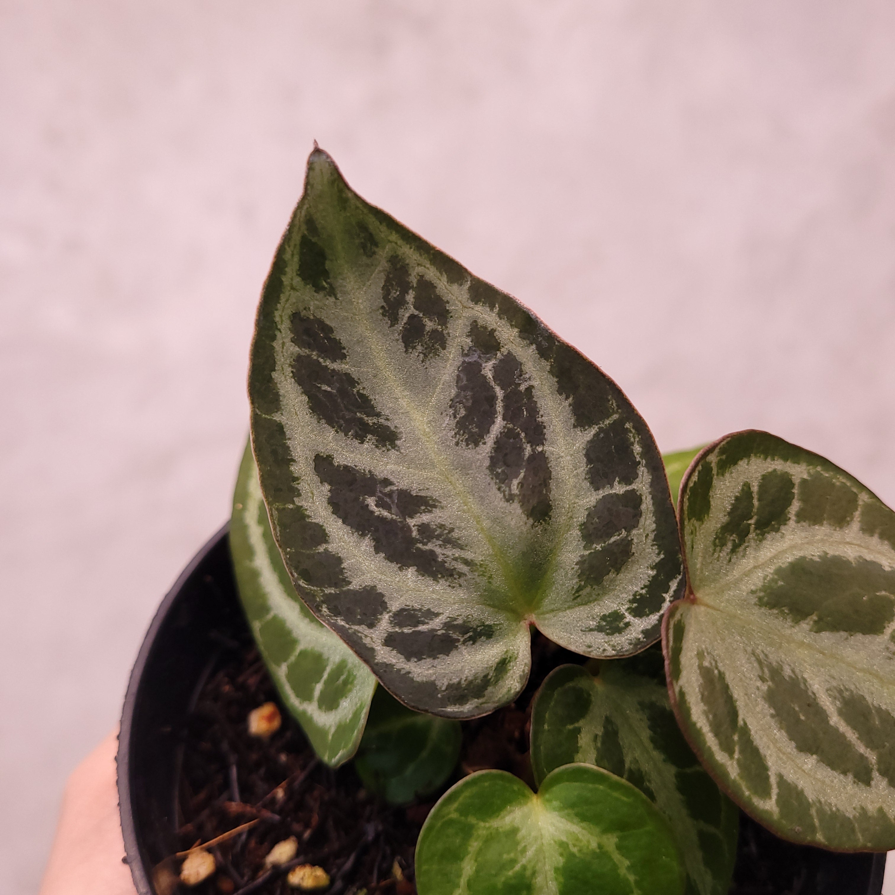 Anthurium Silver Hope Selected — Aroidasia