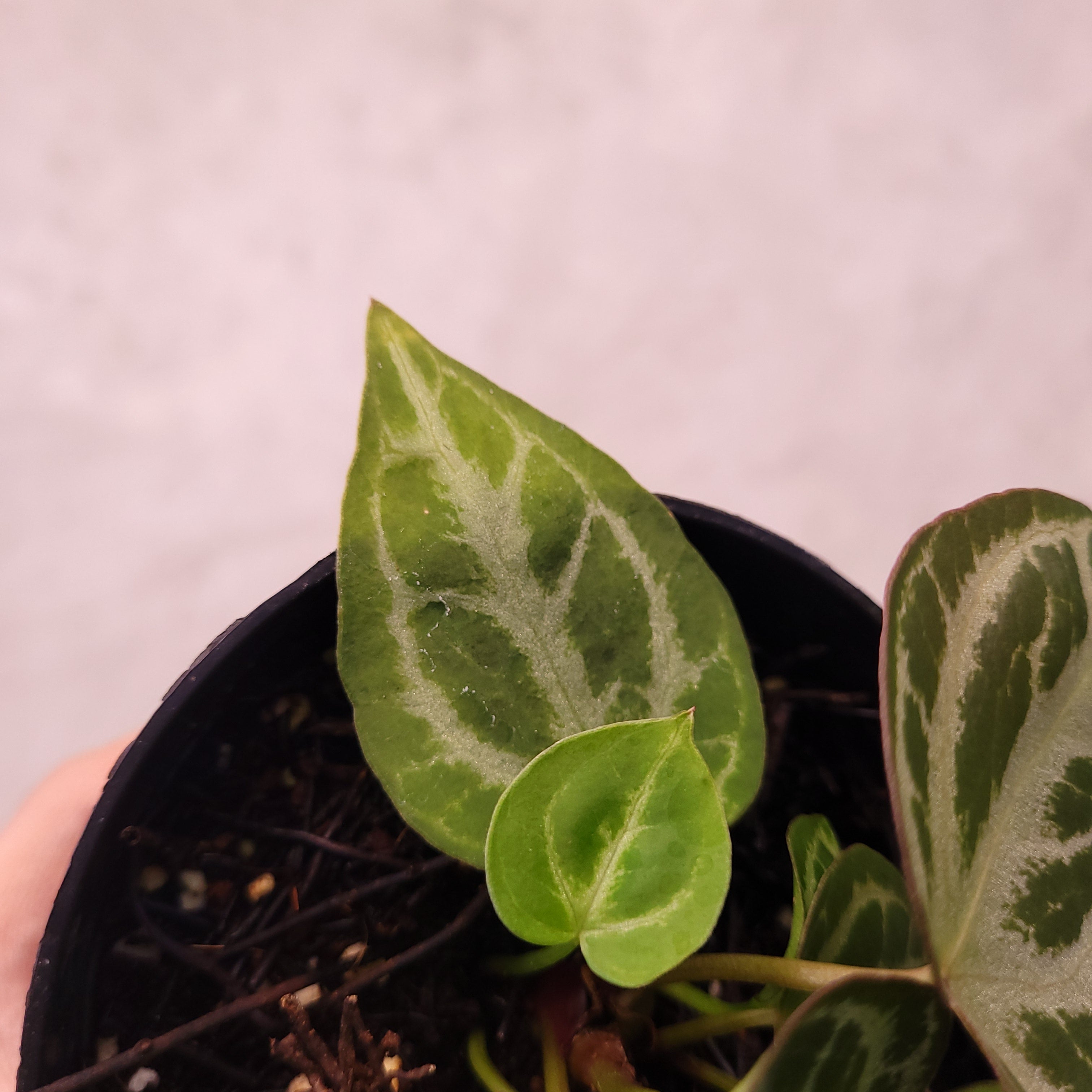 Anthurium Silver Hope Selected — Aroidasia