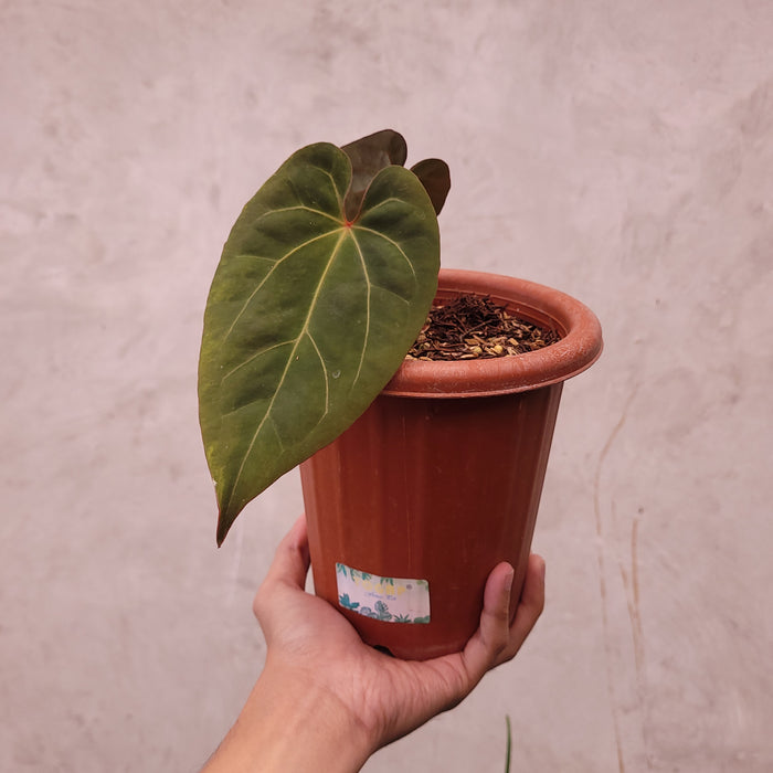 Anthurium Papilillaminum BVIT x Zara Michelle