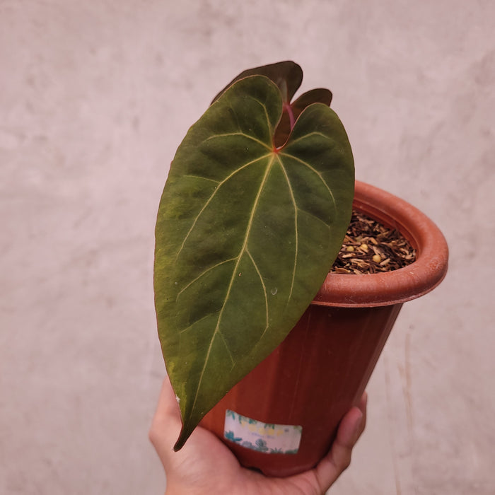 Anthurium Papilillaminum BVIT x Zara Michelle