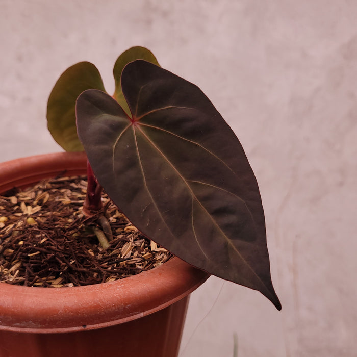 Anthurium Papilillaminum BVIT x Zara Michelle