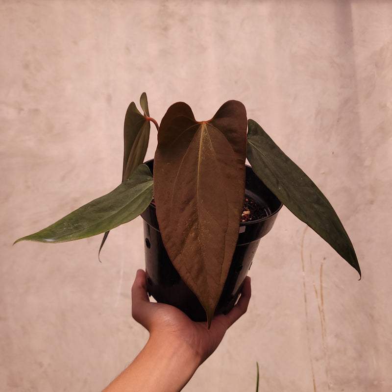 anthurium portillae Anthurium Portillae xdf Seedling
