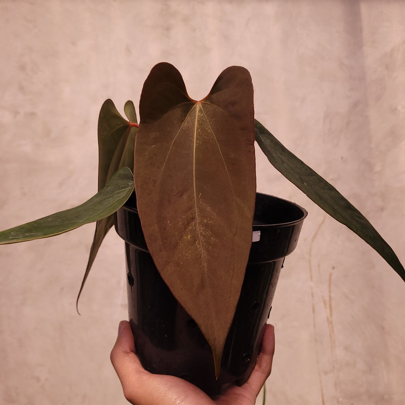 Anthurium Portillae xdf Seedling