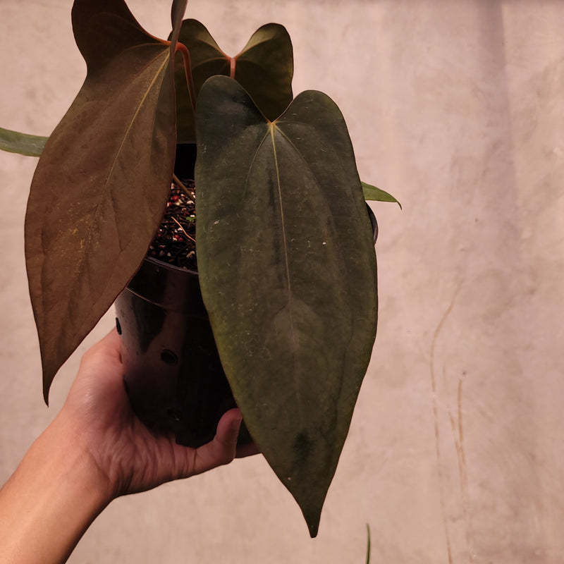 Anthurium Portillae xdf Seedling