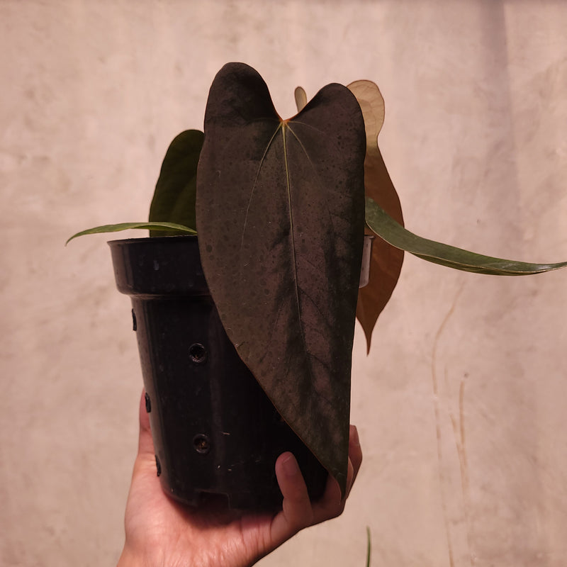 Anthurium Portillae xdf Seedling