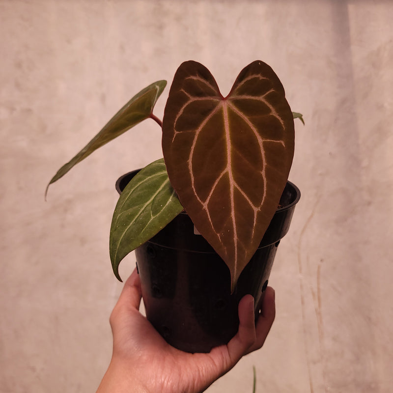 Anthurium BVIT x Zara Michelle