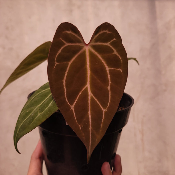 Anthurium BVIT x Zara Michelle