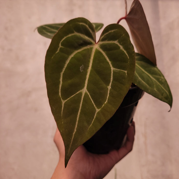Anthurium BVIT x Zara Michelle
