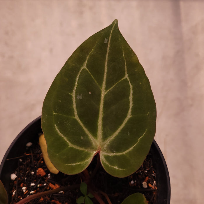 Anthurium BVIT x Zara Michelle
