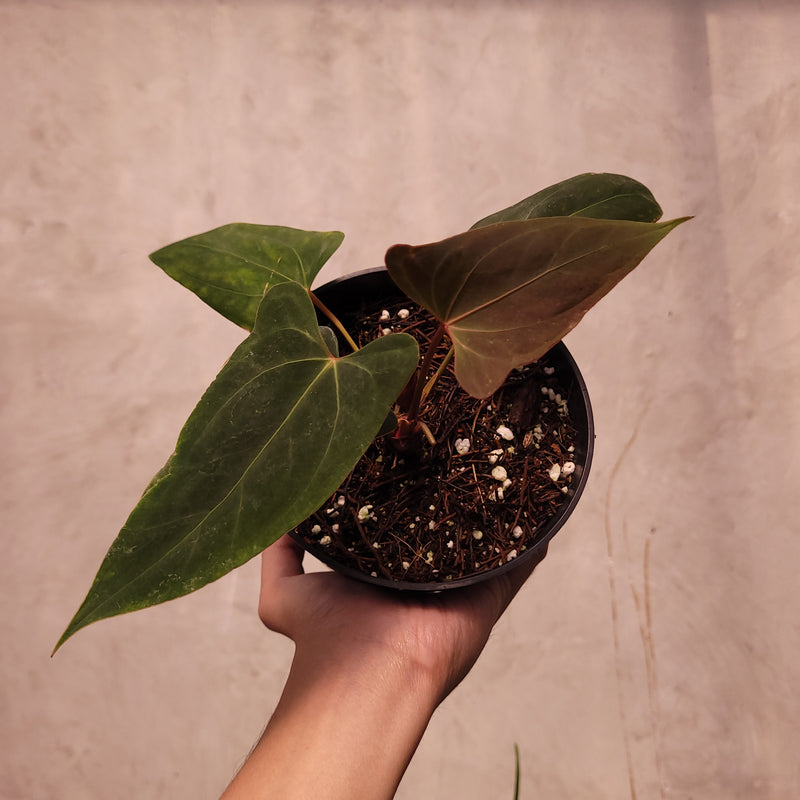 Anthurium NSE Portillae x Dressleri