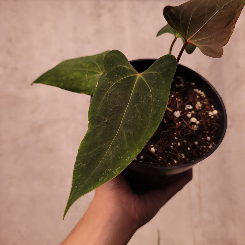 Anthurium NSE Portillae x Dressleri