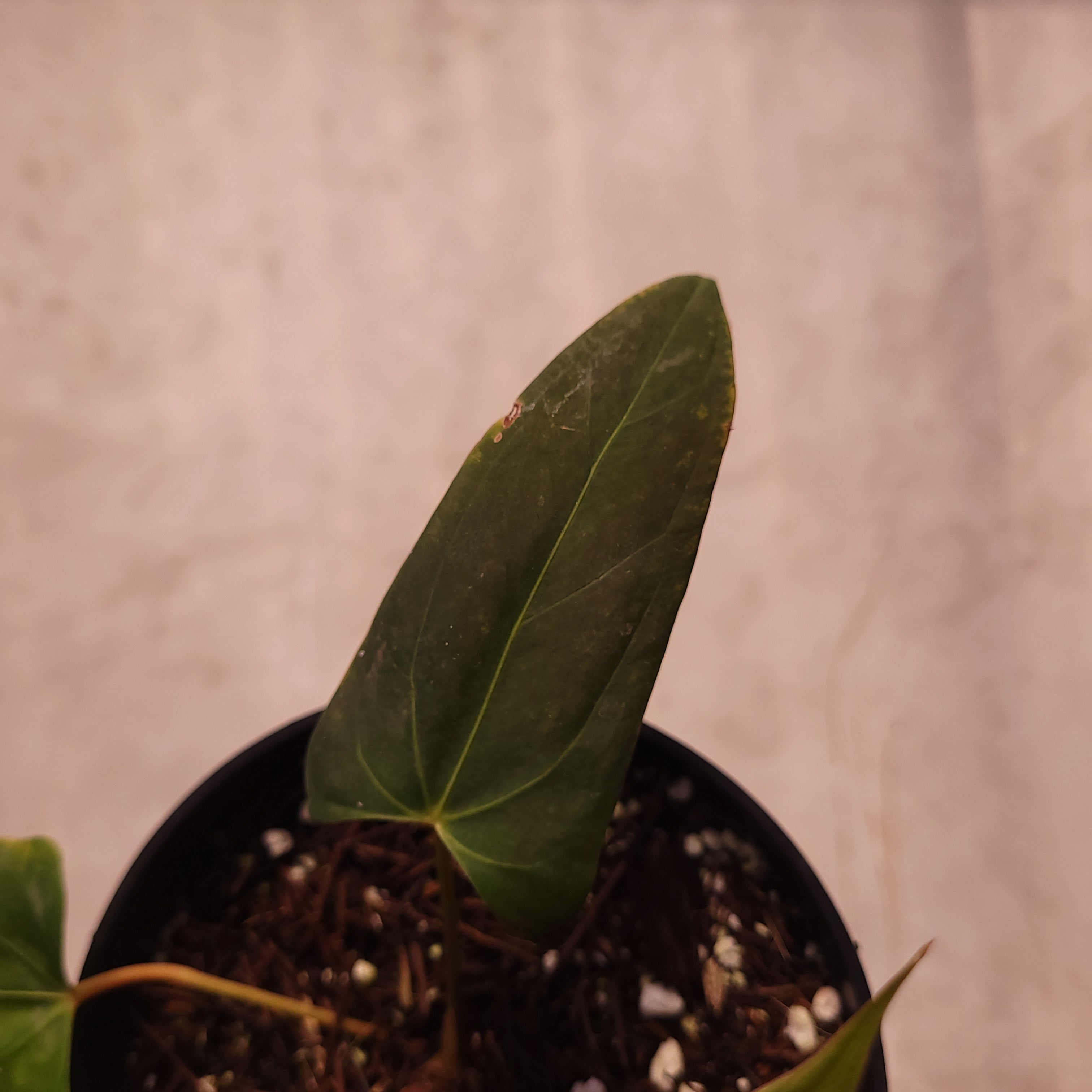 Anthurium NSE Portillae x Dressleri — Aroidasia
