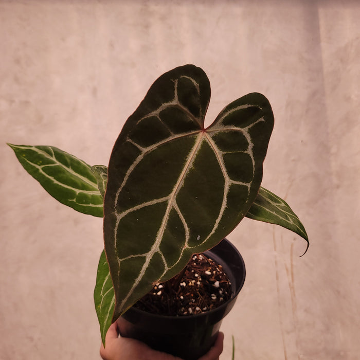 Anthurium BVIT x Zara Michelle