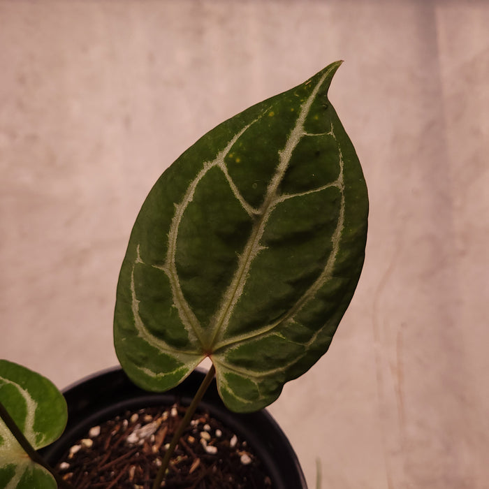 Anthurium BVIT x Zara Michelle