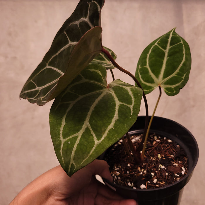 Anthurium BVIT x Zara Michelle