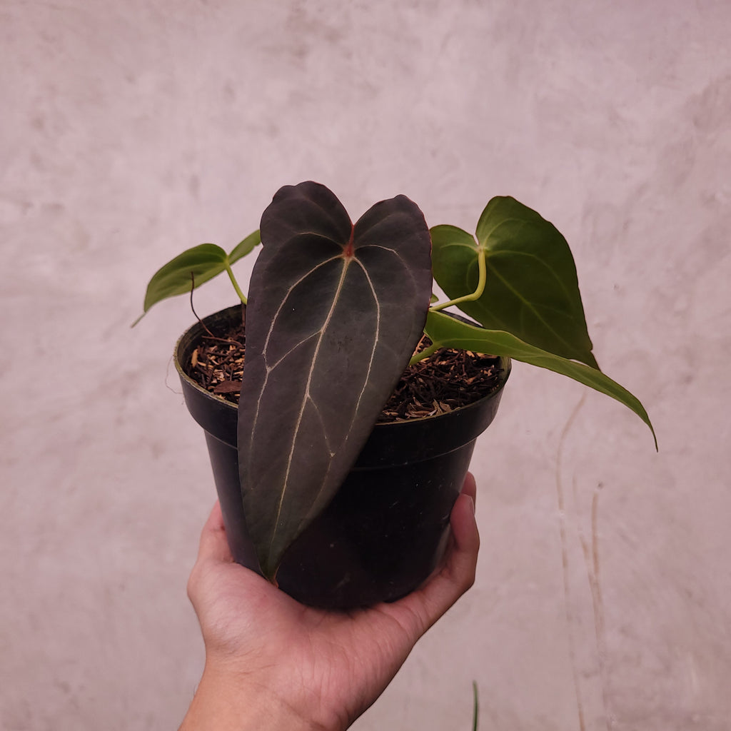 Anthurium Red Spider Seedling — Aroidasia