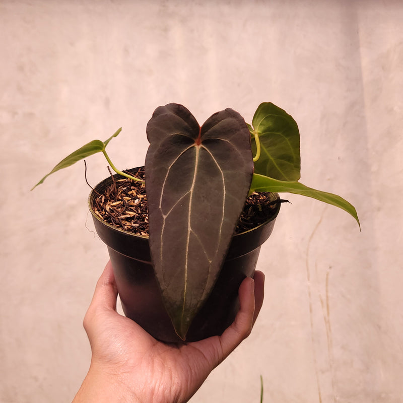 anthurium red spider Anthurium Red Spider Seedling — Aroidasia