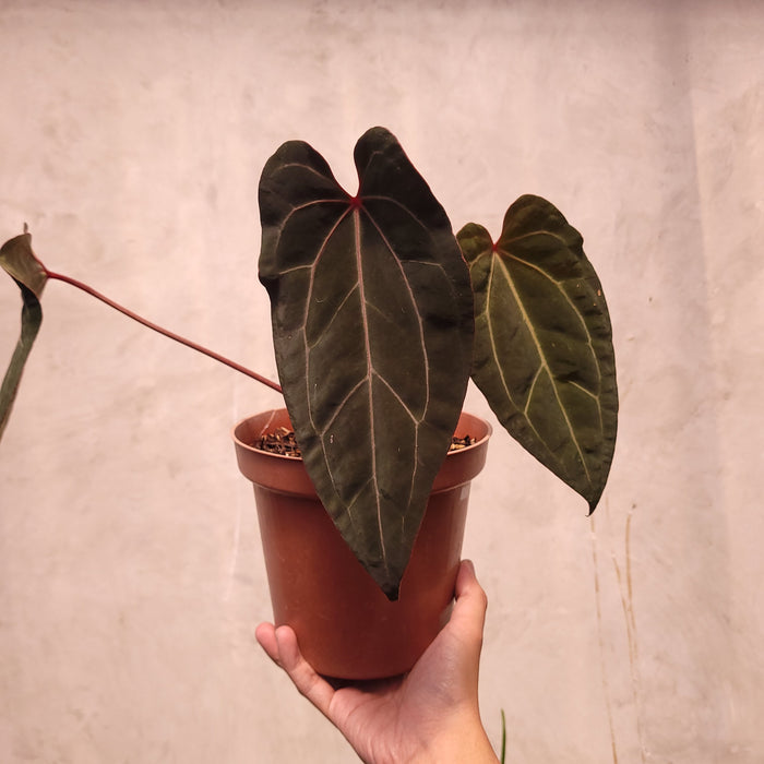 Anthurium BVIT x Zara Michelle